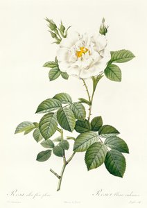 Rosa Alba flore pleno by Pierre Joseph Redouté